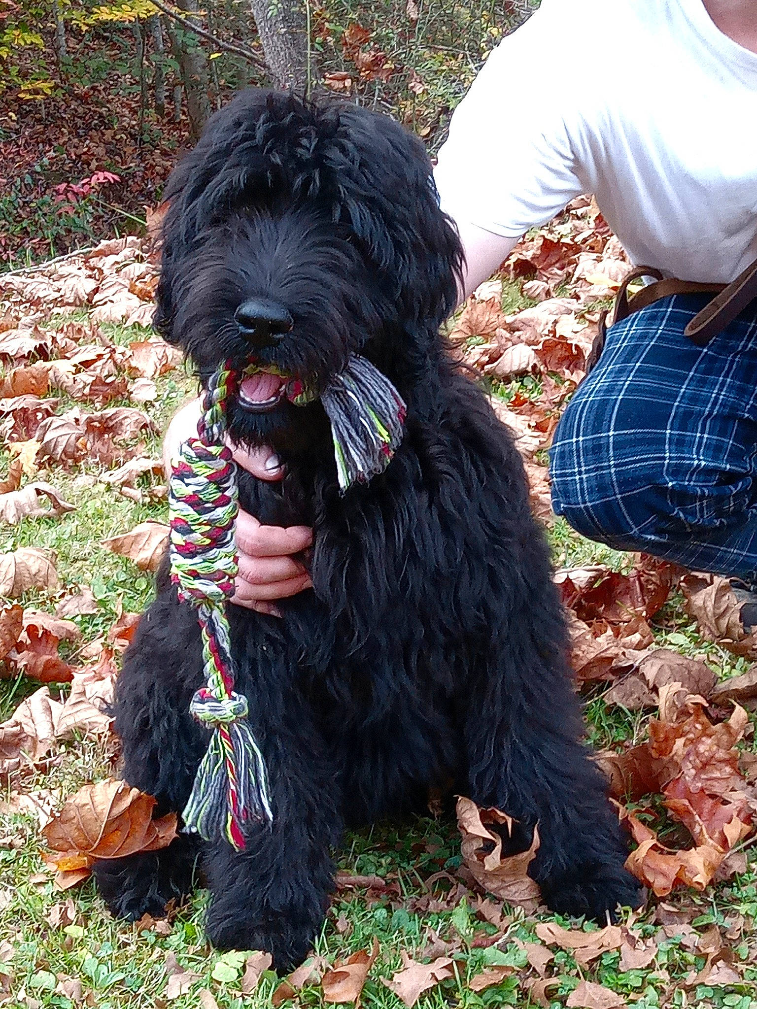 Rufus joined the competition — help win amazing prizes! canidae, carnivore, collar, companion_dog, dog, dog_breed, dog_collar, dog_supply, fur, grass, liver, plaid, small_terrier, snout, sporting_group, tartan, terrier, toy_dog, water_dog, working_animal