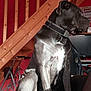 animal, black_dog, chair, collar, computer_desk, dog, furniture, house, indoor, looking_away, muscular, pet, red_wall, side_view, sitting, staircase, sunlight, walker, white_patch, wooden
