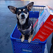Xena joined the competition — help win amazing prizes! dog, shopping_cart, pet_smart, parking_lot, box, small_dog, black_dog, pet, animal, outdoor, car, sidewalk, leash, harness, pet_store, store, retail, curious, ears, canine