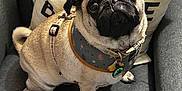 Jarvis joined the competition — help win amazing prizes! pug, dog, pet, indoor, chair, cushion, harness, bandana, cute, looking_up, small_dog, fur, animal, companion, domestic, friendly, sitting, gray, cozy, home