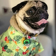Jarvis joined the competition — help win amazing prizes! dog, pug, pet, animal, tongue_out, floral_shirt, collar, indoor, portrait, cute, happy, closeup, furry, mammal, domestic_animal, canine, sitting, colorful, smiling, clothing