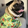 dog, pug, pet, animal, tongue_out, floral_shirt, collar, indoor, portrait, cute, happy, closeup, furry, mammal, domestic_animal, canine, sitting, colorful, smiling, clothing