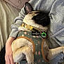 dog, pug, pet, sleeping, harness, person, hand, bed, pillow, love, indoor, relaxed, cute, animal, canine, nap, resting, comfort, domestic, closeup