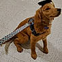 dog, golden_retriever, puppy, graduation_cap, leash, indoor, floor, pet, sitting, cute, young_dog, canine, tile_floor, collar, obedient, brown_fur, young_pet, animal, domestic_animal, companion