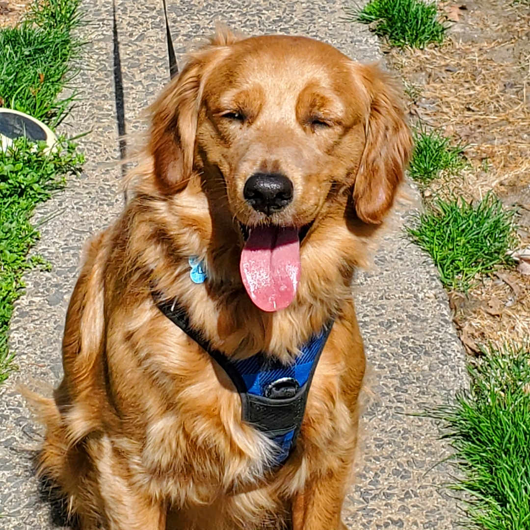 Lucky is registered to the contest to win money with this photo: animal, canine, closeup, daytime, dog, friendly, fur, golden_retriever, grass, happy, harness, leash, nature, outdoor, path, pet, sitting, smiling, sunny, tongue_out