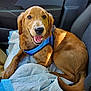 Lucky is registered to the contest to win money with this photo: dog, golden_retriever, pet, animal, car_interior, seat, blue_harness, blanket, happy, smiling, fur, tail, paw, canine, domestic_animal, resting, indoor, transportation, comfort, companion