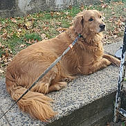 Lucky is registered to the contest to win money with this photo: dog, golden_retriever, leash, outdoor, grass, fallen_leaves, concrete, sidewalk, pet, animal, canine, fur, resting, nature, autumn, daytime, calm, mammal, companion, park