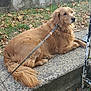 dog, golden_retriever, leash, outdoor, grass, fallen_leaves, concrete, sidewalk, pet, animal, canine, fur, resting, nature, autumn, daytime, calm, mammal, companion, park