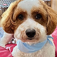 Rocky joined the competition — help win amazing prizes! dog, pet, indoor, cushion, bandana, cute, fur, brown, white, portrait, animal, face, looking, ears, nose, eyes, furniture, cage, cozy, home
