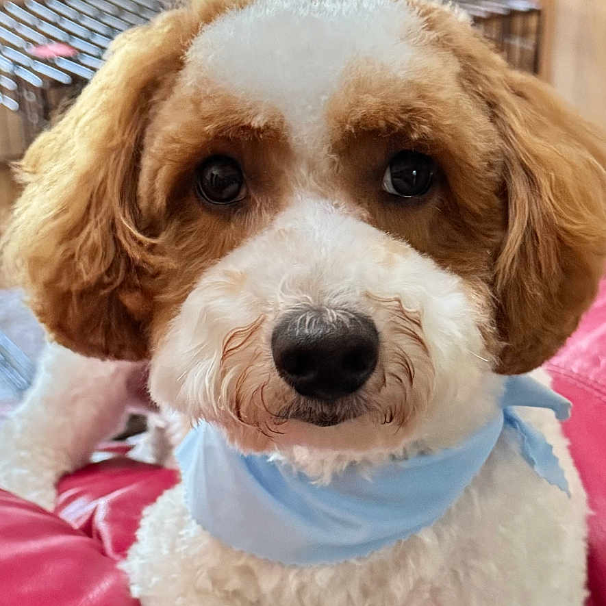 Rocky joined the competition — help win amazing prizes! dog, pet, indoor, cushion, bandana, cute, fur, brown, white, portrait, animal, face, looking, ears, nose, eyes, furniture, cage, cozy, home