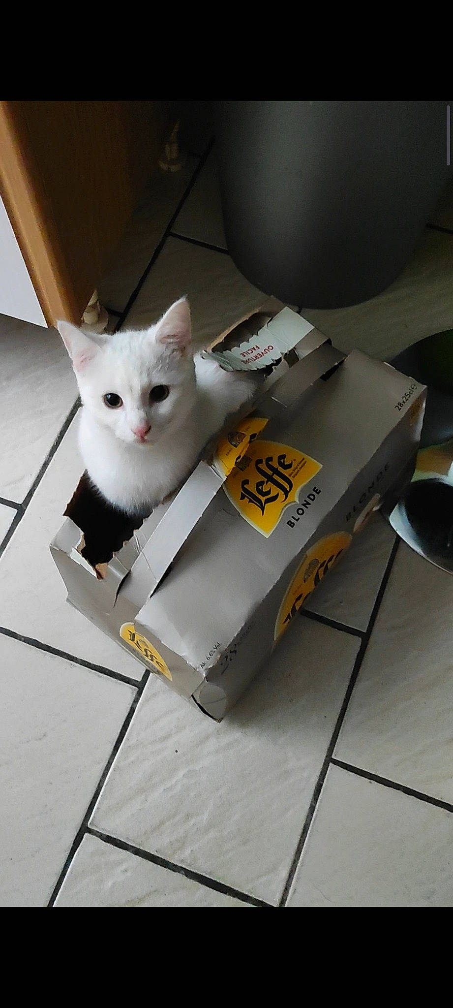 Pitii participe au concours pour gagner de l'argent avec cette photo : box, cardboard, carnivore, carton, cat, domestic_short_haired_cat, felidae, flooring, fur, gas, metal, packaging_and_labeling, paper_product, paw, small_to_medium_sized_cats, tail, whiskers, wood