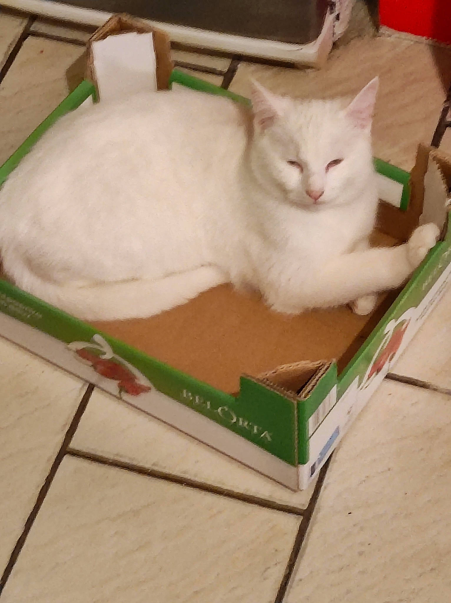 Pitii participe au concours pour gagner de l'argent avec cette photo : box, cardboard, carnivore, cat, cat_supply, comfort, domestic_short_haired_cat, fawn, felidae, flooring, fur, hardwood, paper_product, pet_supply, small_to_medium_sized_cats, whiskers, wood