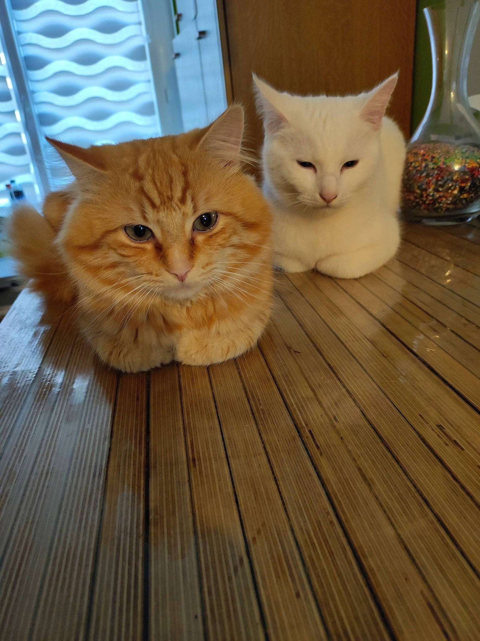 Biloute participe au concours pour gagner de l'argent avec cette photo : carnivore, cat, comfort, domestic_short_haired_cat, fawn, felidae, floor, flooring, fur, hardwood, serveware, small_to_medium_sized_cats, snout, tableware, tail, varnish, whiskers, wood, wood_flooring, wood_stain