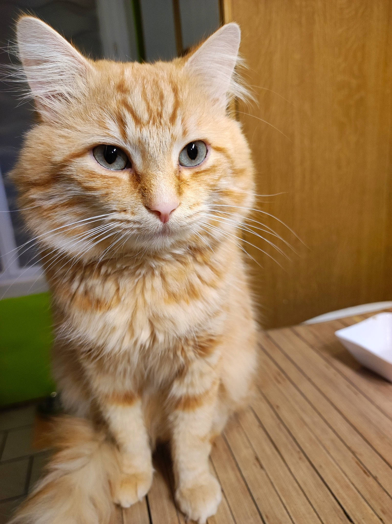 Biloute a rejoint le concours — aidez-le/la à gagner de superbes lots ! carnivore, cat, claw, domestic_short_haired_cat, fawn, felidae, flooring, fur, hardwood, paw, small_to_medium_sized_cats, snout, tail, terrestrial_animal, varnish, whiskers, window, wood