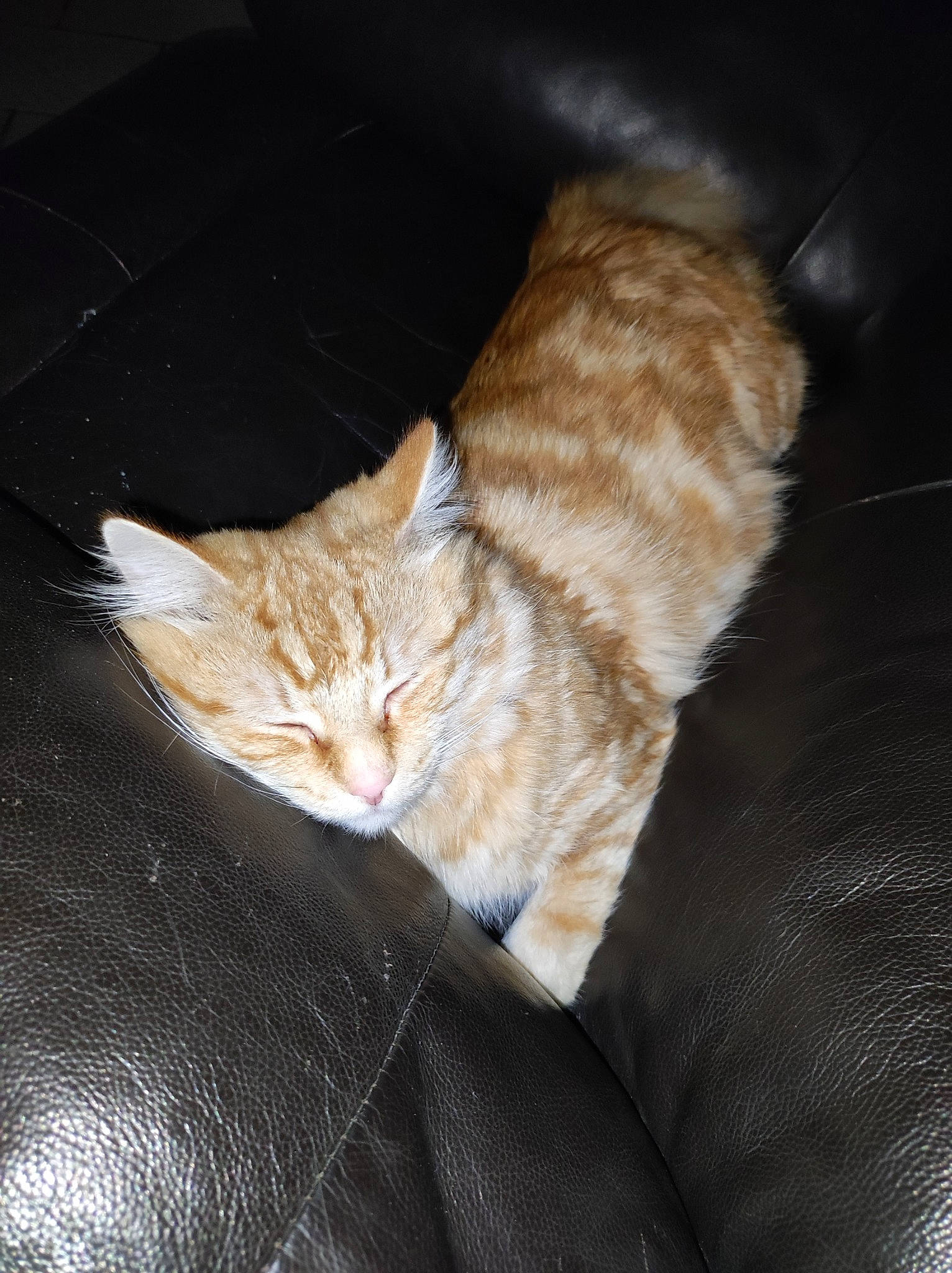 Biloute a rejoint le concours — aidez-le/la à gagner de superbes lots ! brown, carnivore, cat, claw, comfort, domestic_short_haired_cat, fawn, felidae, fur, paw, small_to_medium_sized_cats, snout, tail, terrestrial_animal, whiskers, wood