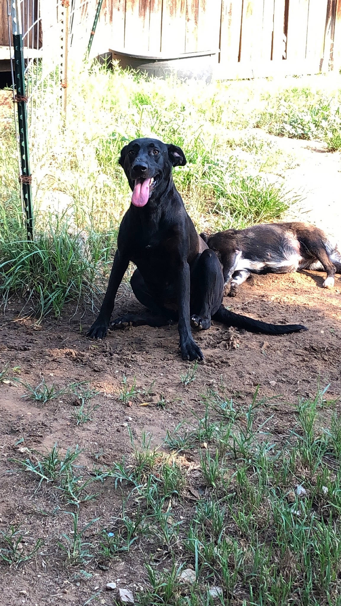 Marley is registered to the contest to win money with this photo: borador, canidae, carnivore, companion_dog, dog, dog_breed, fawn, grass, guard_dog, gun_dog, plant, plott_hound, retriever, snout, soil, sporting_group, tail, terrestrial_animal, working_animal, working_dog
