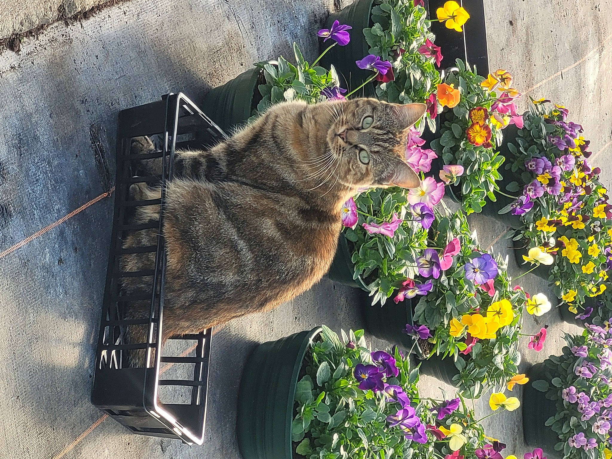 Isis a rejoint le concours — aidez-le/la à gagner de superbes lots ! annual_plant, art, carnivore, cat, domestic_short_haired_cat, fawn, felidae, flower, flower_arranging, flowering_plant, flowerpot, grass, houseplant, petal, plant, shrub, small_to_medium_sized_cats, snout, tail, whiskers