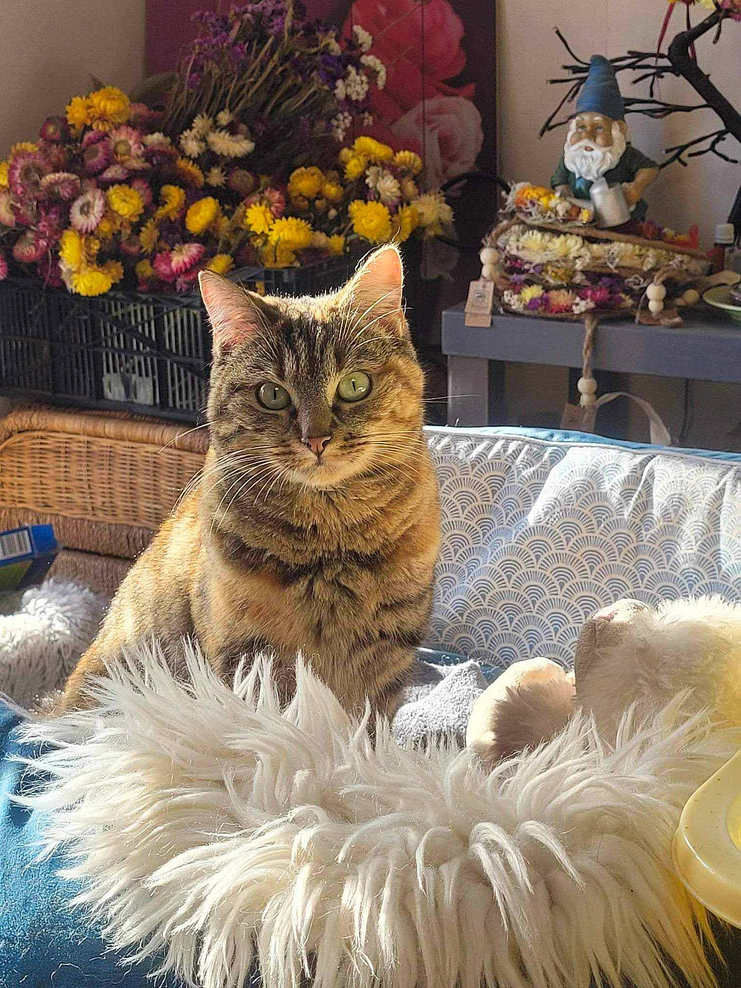 Isis participe au concours pour gagner de l'argent avec cette photo : carnivore, cat, domestic_short_haired_cat, event, fawn, felidae, flower, flowerpot, fur, houseplant, mammal, photograph, plant, small_to_medium_sized_cats, snapshot, tail, textile, vertebrate, whiskers, winter