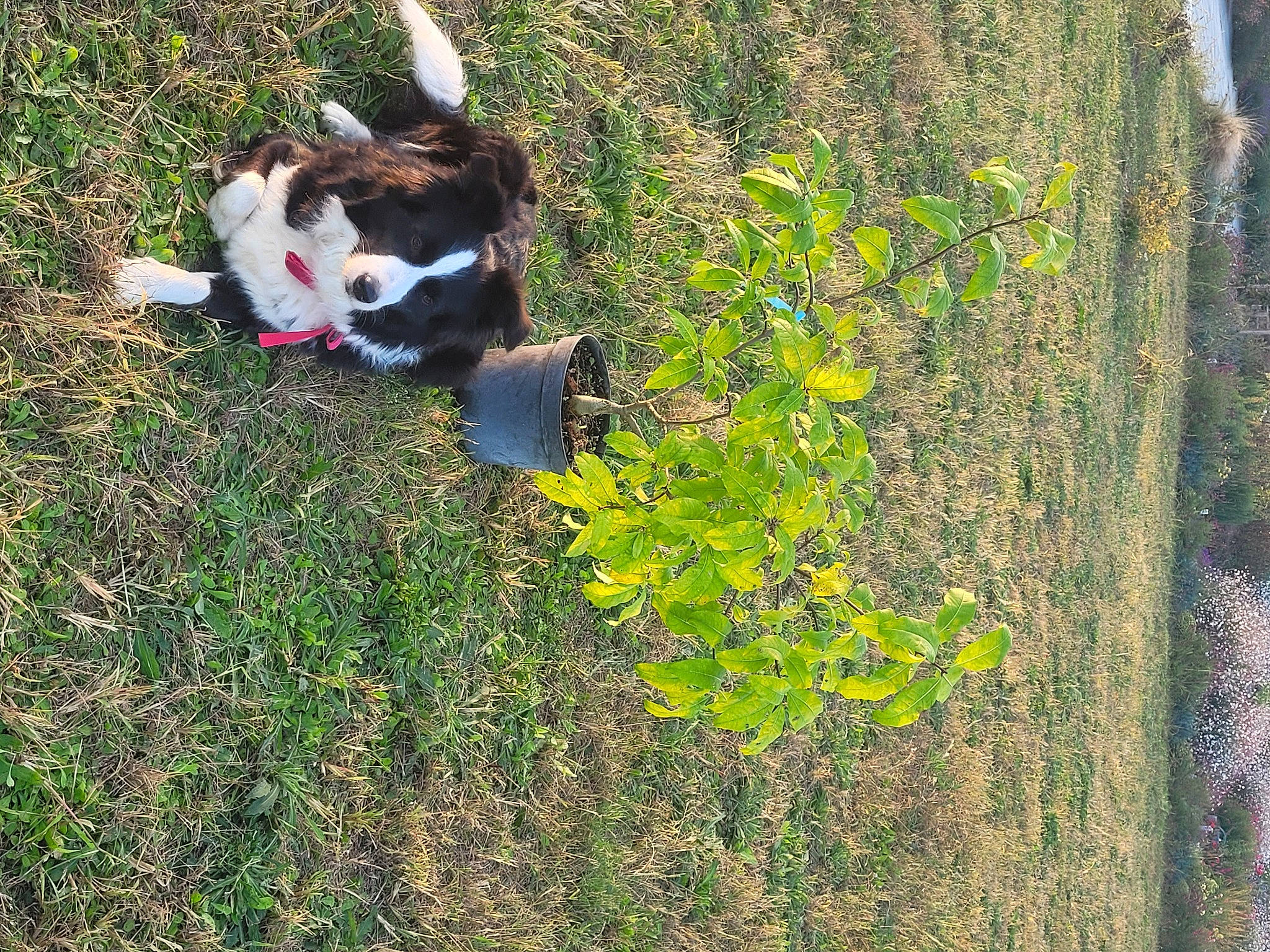 Pétale participe au concours pour gagner de l'argent avec cette photo : canidae, carnivore, companion_dog, dog, dog_breed, forest, grass, grassland, groundcover, landscape, natural_landscape, people_in_nature, plant, shadow, shrub, soil, sporting_group, tail, trunk, wood