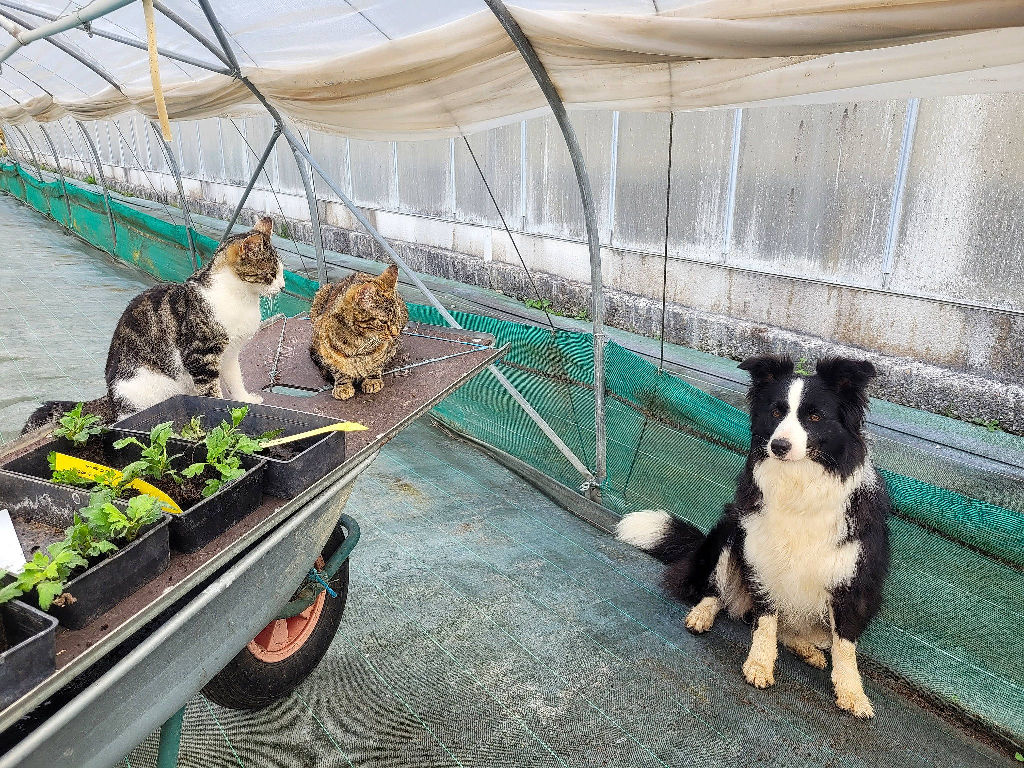 Pétale participe au concours pour gagner de l'argent avec cette photo : animal_shelter, banana, border_collie, carnivore, companion_dog, dog, dog_breed, food, grass, leaf_vegetable, leisure, mammal, recreation, sporting_group, tail, tire, vegetable, vertebrate, wheel, working_animal