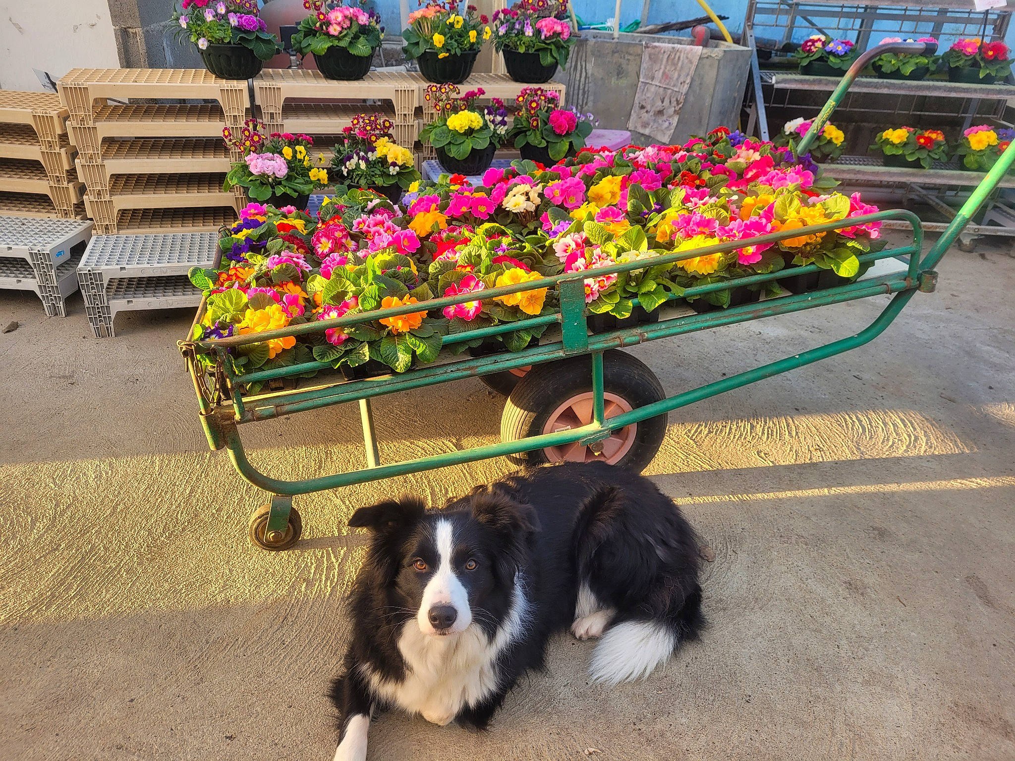 Pétale a rejoint le concours — aidez-le/la à gagner de superbes lots ! annual_plant, border_collie, carnivore, city, companion_dog, dog, dog_breed, event, flower, flower_arranging, flowerpot, fur, groundcover, herding_dog, leisure, petal, plant, sidewalk, tire, working_animal