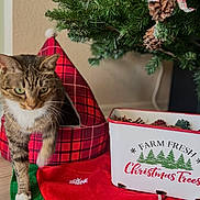 Millie joined the competition — help win amazing prizes! animal, cat, cat_house, christmas, christmas_tree, container, curious, decor, festive, floor, greenery, holiday, holiday_decor, home, indoor, pet, pine_cones, red_plaid, tabby_cat, text