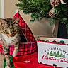 animal, cat, cat_house, christmas, christmas_tree, container, curious, decor, festive, floor, greenery, holiday, holiday_decor, home, indoor, pet, pine_cones, red_plaid, tabby_cat, text