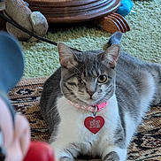 Baby Girl is registered to the contest to win money with this photo: cat, one-eyed, gray_and_white, collar, heart_tag, rug, indoor, toy, wooden_table, carpet, pet, feline, animal, cute, resting, close-up, whiskers, ears, floor, relaxed