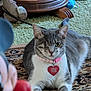 cat, one-eyed, gray_and_white, collar, heart_tag, rug, indoor, toy, wooden_table, carpet, pet, feline, animal, cute, resting, close-up, whiskers, ears, floor, relaxed