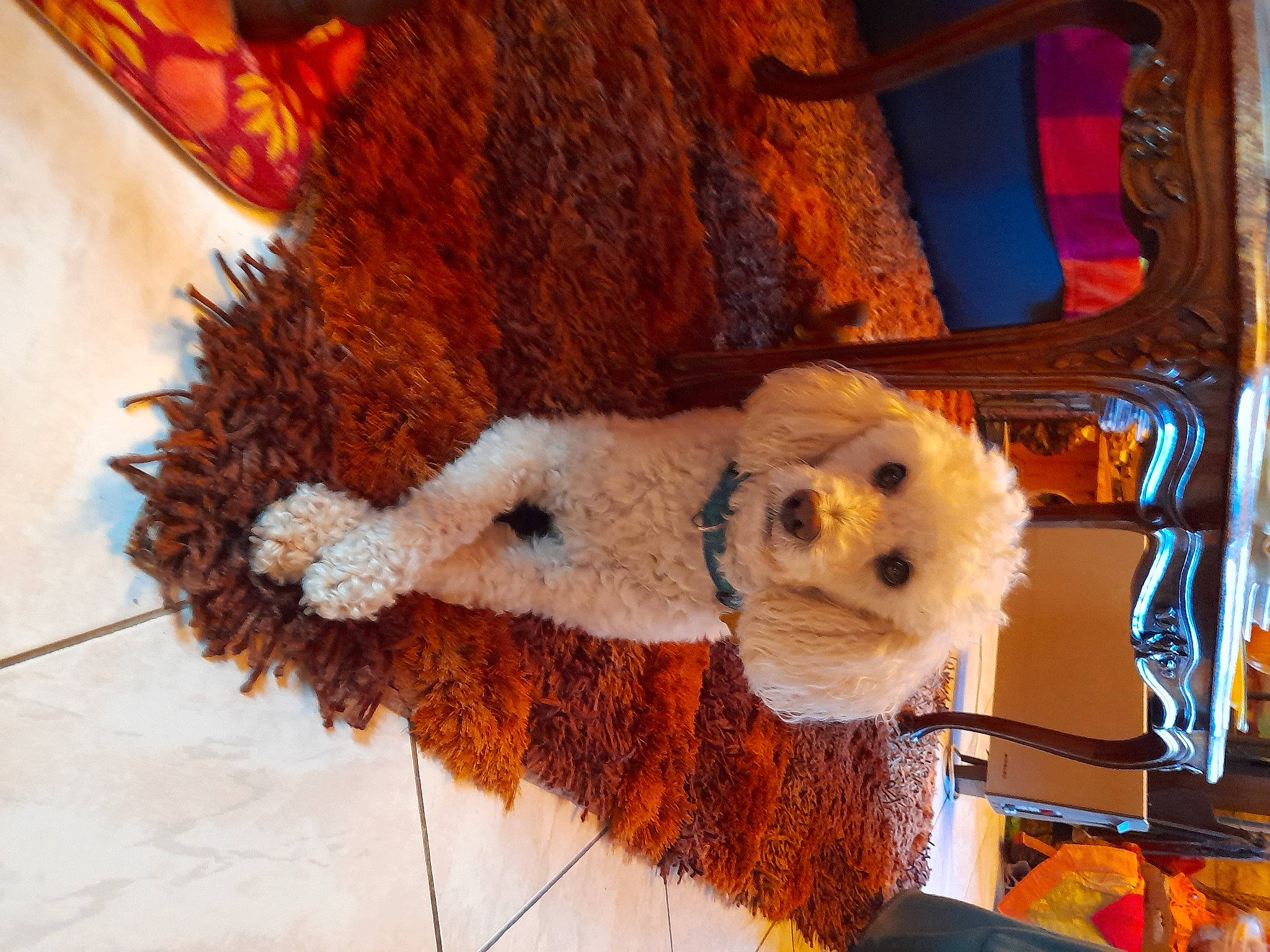 Mike participe au concours pour gagner de l'argent avec cette photo : canidae, cap, carnivore, chair, companion_dog, dog, dog_breed, dog_clothes, fawn, hat, orange, plush, snout, sporting_group, stuffed_toy, sunglasses, teddy_bear, textile, toy, toy_dog