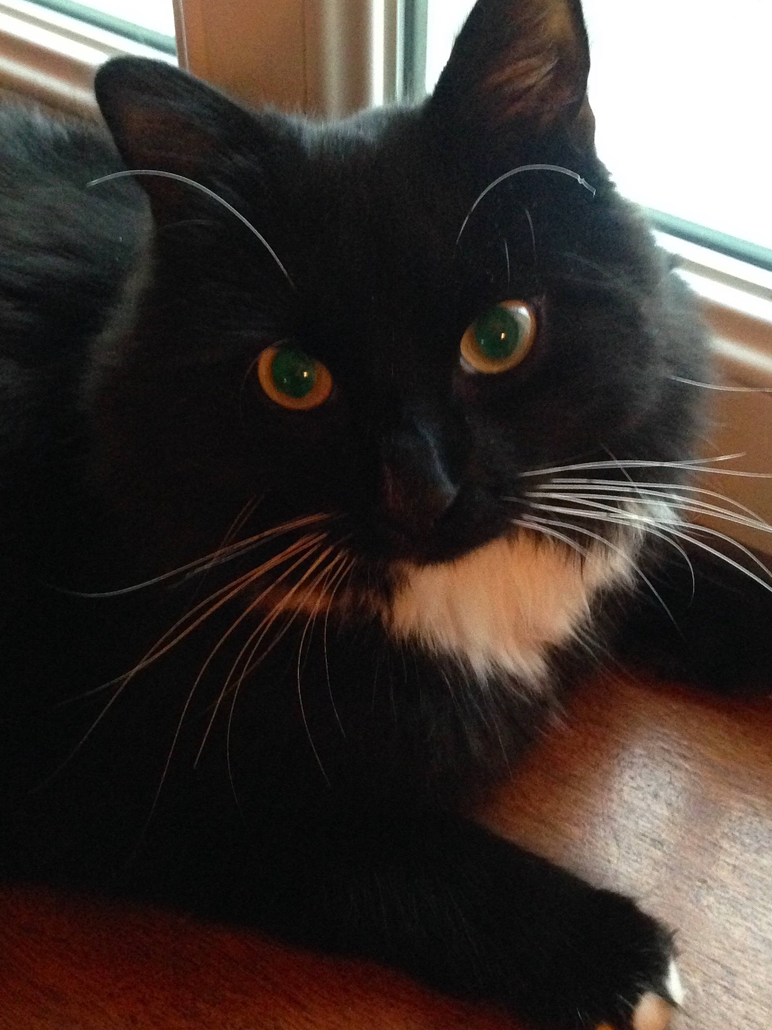 Gnocchi participe au concours pour gagner de l'argent avec cette photo : asian, black, black_cat, carnivore, cat, domestic_short_haired_cat, eye, felidae, fur, kitten, mammal, nose, small_to_medium_sized_cats, snout, whiskers