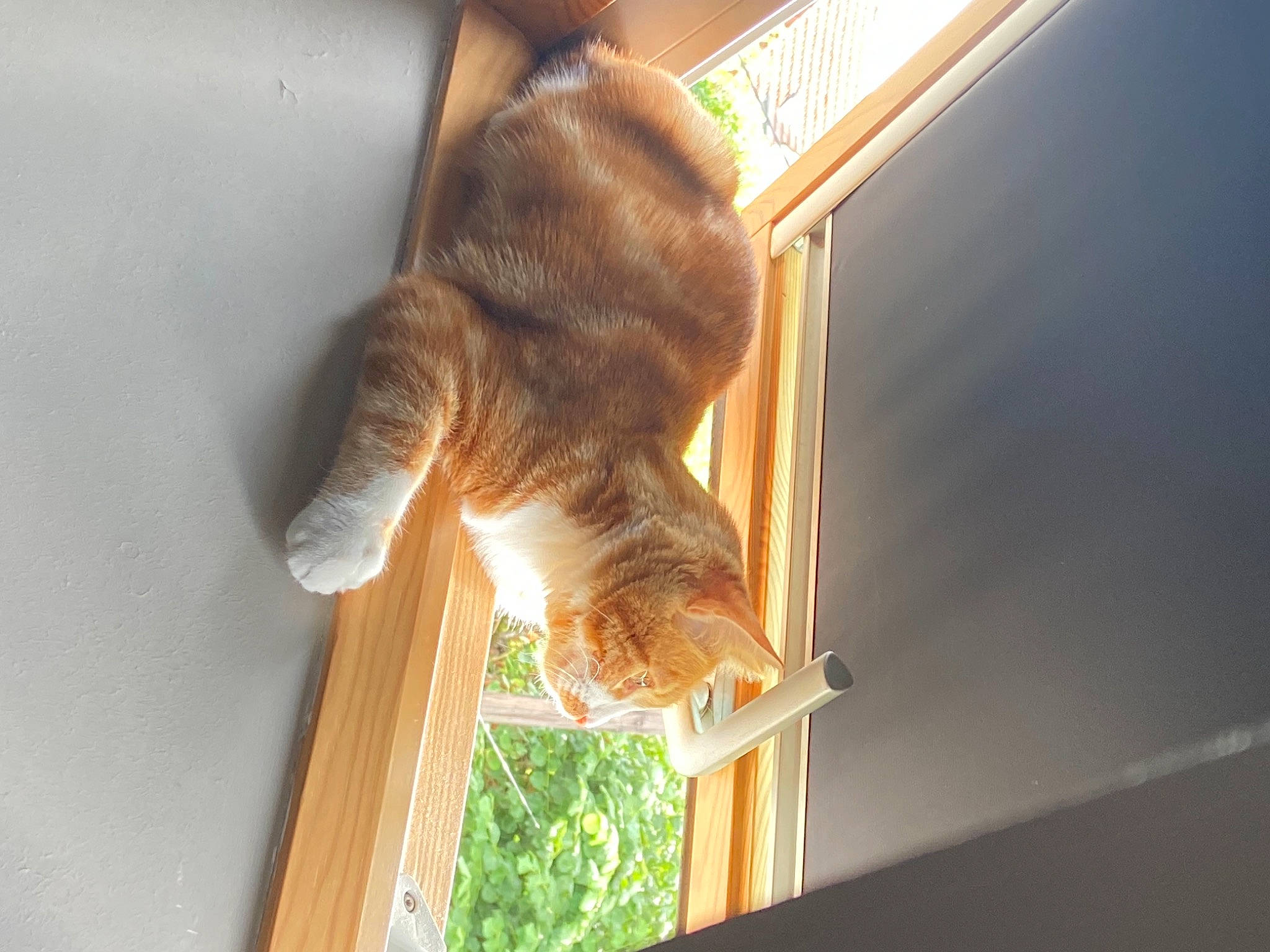 Pablito participe au concours pour gagner de l'argent avec cette photo : canidae, carnivore, cat, comfort, companion_dog, domestic_short_haired_cat, fawn, felidae, fur, human_leg, liver, paw, plant, room, small_to_medium_sized_cats, sporting_group, tail, whiskers, window, wood