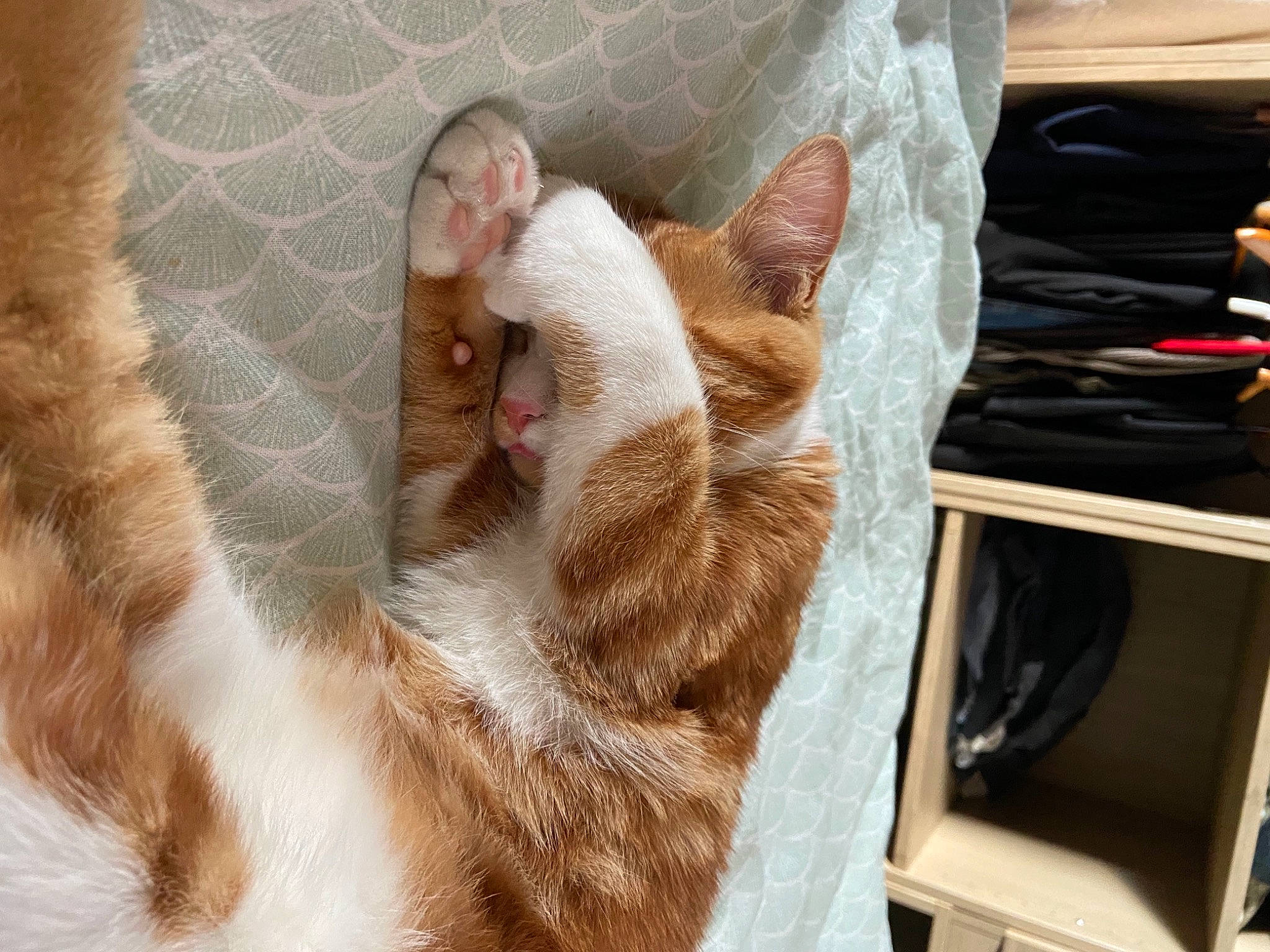 Pablito participe au concours pour gagner de l'argent avec cette photo : carnivore, cat, claw, comfort, domestic_short_haired_cat, fawn, felidae, foot, fur, leg, linens, nap, paw, sleep, small_to_medium_sized_cats, snout, tail, whiskers, window, wood