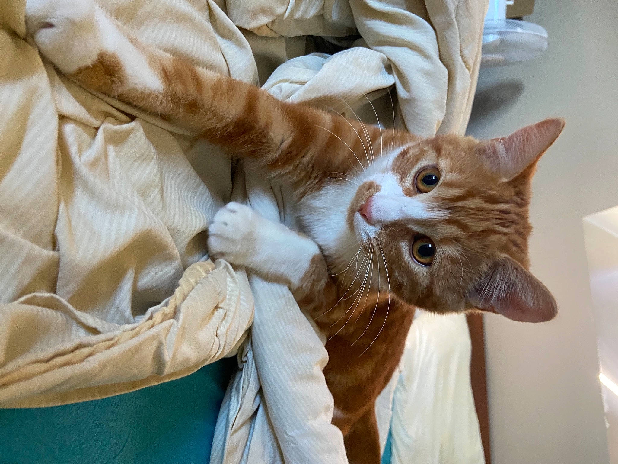 Pablito a rejoint le concours — aidez-le/la à gagner de superbes lots ! carnivore, cat, claw, comfort, domestic_short_haired_cat, ear, fawn, felidae, fur, gesture, paw, sleeve, small_to_medium_sized_cats, snout, tail, textile, whiskers, white, window, wrist