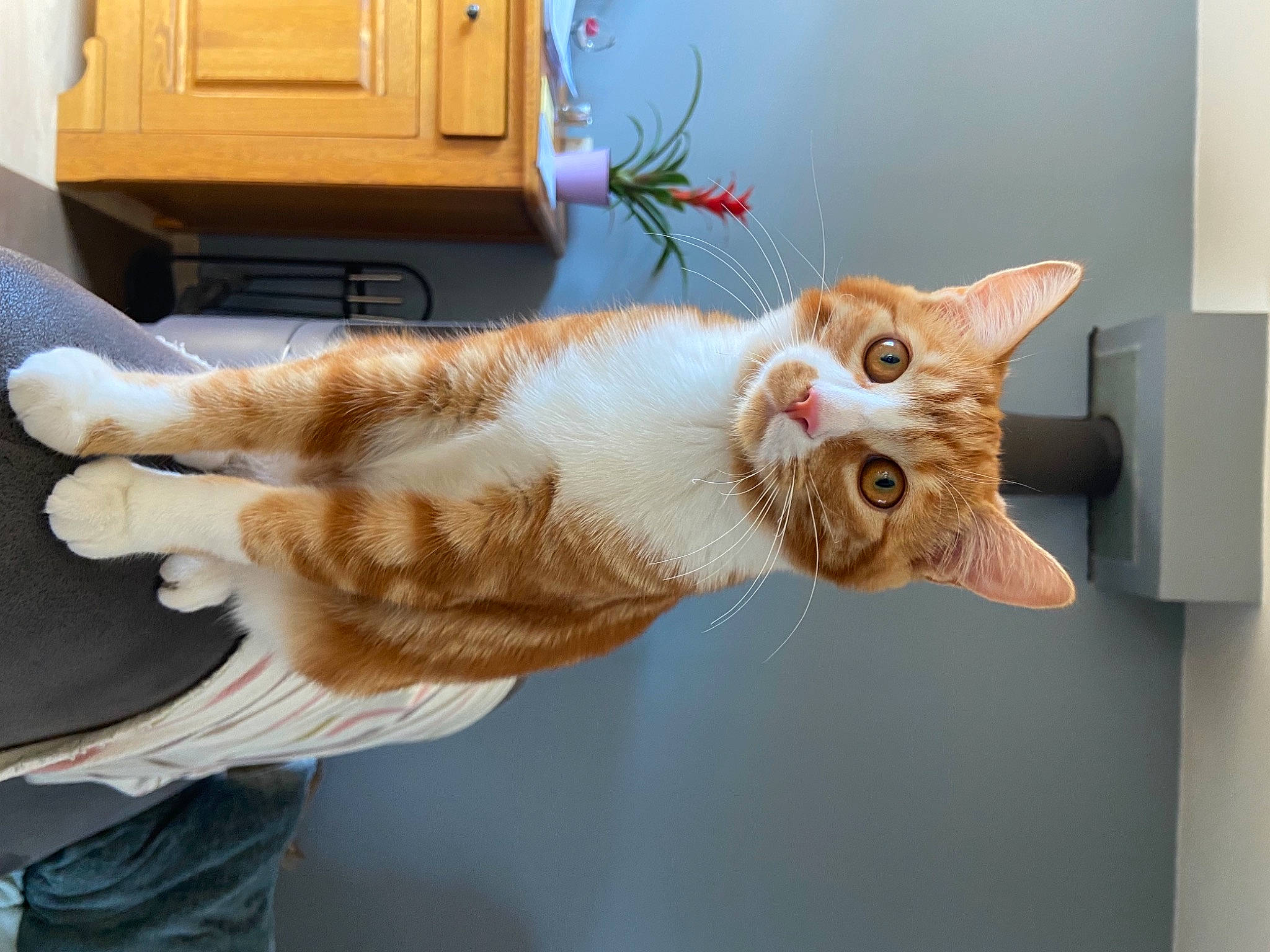 Pablito participe au concours pour gagner de l'argent avec cette photo : cabinetry, carnivore, cat, chest, chest_of_drawers, collar, cupboard, domestic_short_haired_cat, drawer, dresser, fawn, felidae, fur, paw, small_to_medium_sized_cats, snout, tail, whiskers, window, wood