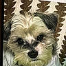 animal, close_up, cozy, cute, dog, ears, eyes, face, fur, indoor, mammal, nose, pattern, pet, portrait, resting, scruffy, shirt, texture, whiskers