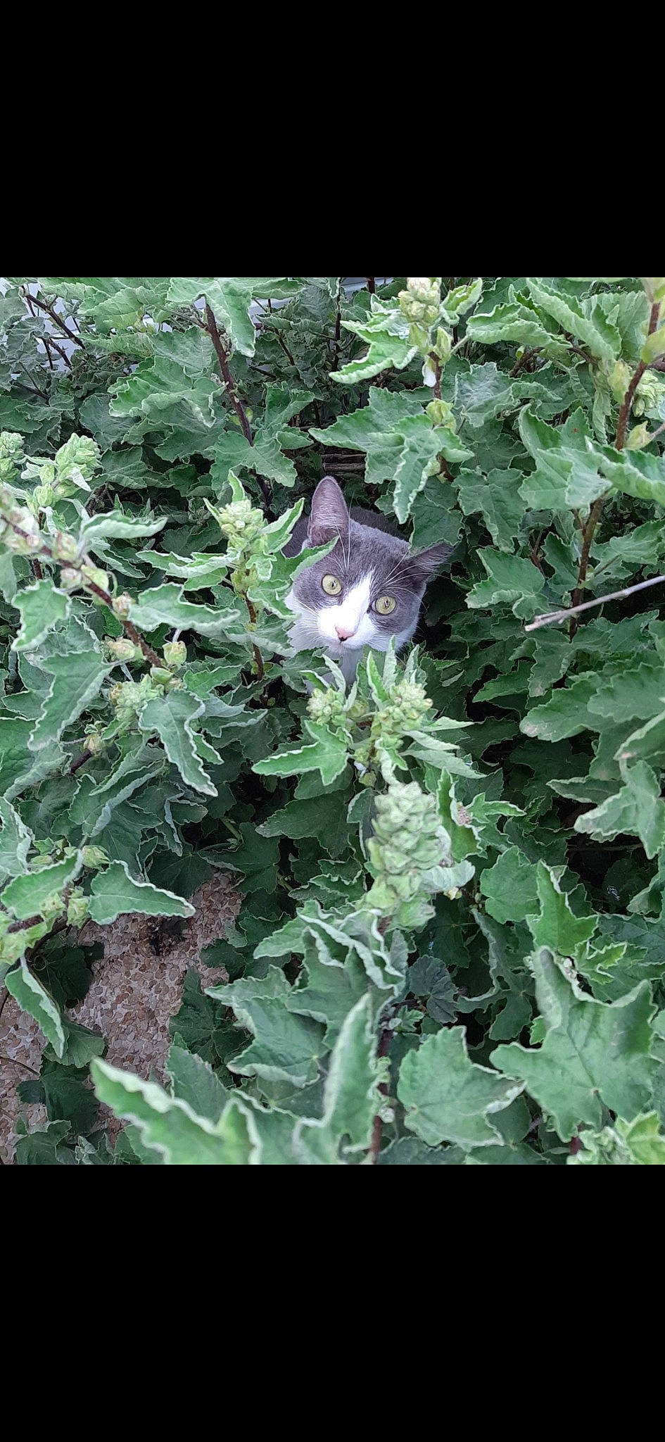 Lapin participe au concours pour gagner de l'argent avec cette photo : annual_plant, carnivore, cat, felidae, flower, flowering_plant, grass, groundcover, herb, morning_glory_family, plant, small_to_medium_sized_cats, subshrub, terrestrial_plant