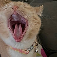 Princess Mipsy joined the competition — help win amazing prizes! animal, background, bell, cat, close_up, collar, colorful_blanket, cute, domestic, feline, fur, indoor, mouth_open, pet, resting, sleepy, soft, tongue, whiskers, yawning