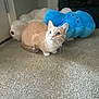Princess Mipsy is registered to the contest to win money with this photo: animal, carpet, cat, crouching, curious, cute, domestic, ears, elephant_toy, feline, floor, home, indoor, looking_up, orange_cat, pet, soft_toys, stuffed_animal, whiskers, white_cat