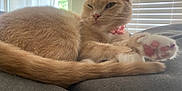 Princess Mipsy joined the competition — help win amazing prizes! animal, blinds, cat, close_up, collar, cozy, curtains, cute, feline, ginger_cat, indoor, paw, pet, pink_paw_pads, relaxed, resting, soft_fur, soft_surface, window, winking