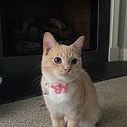 Princess Mipsy is registered to the contest to win money with this photo: cat, pet, indoor, carpet, fireplace, collar, flower_collar, orange_cat, white_paws, cute, feline, animal, whiskers, ears, sitting, alert, domestic_cat, fur, small, companion