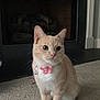 cat, pet, indoor, carpet, fireplace, collar, flower_collar, orange_cat, white_paws, cute, feline, animal, whiskers, ears, sitting, alert, domestic_cat, fur, small, companion