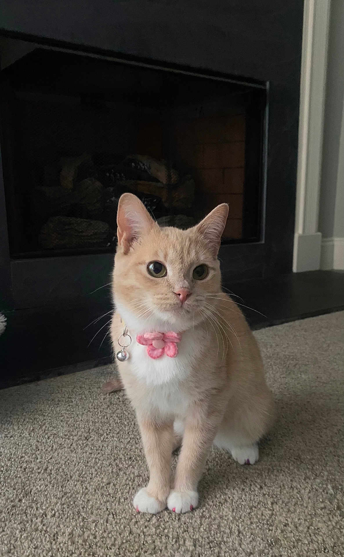 Princess Mipsy is registered to the contest to win money with this photo: cat, pet, indoor, carpet, fireplace, collar, flower_collar, orange_cat, white_paws, cute, feline, animal, whiskers, ears, sitting, alert, domestic_cat, fur, small, companion
