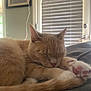 Princess Mipsy is registered to the contest to win money with this photo: animal, cat, cozy, curled_up, door, ears, feline, framed_picture, home, indoor, orange_tabby, paw, pet, pink_paw_pads, relaxed, sleeping, soft_surface, tail, whiskers, window_blinds