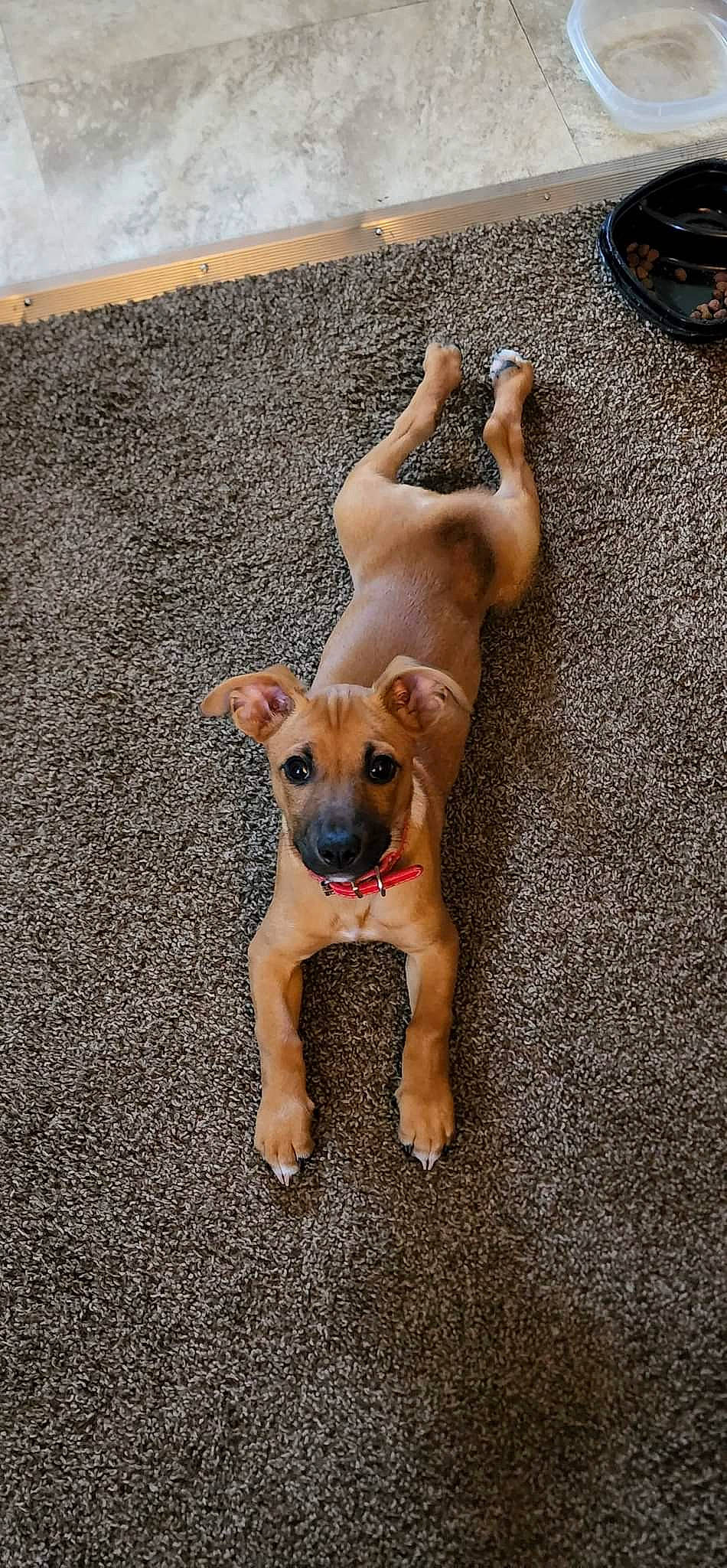 Jude is registered to the contest to win money with this photo: beach, canidae, carnivore, collar, companion_dog, dog, dog_breed, dog_collar, dog_supply, fawn, paw, pet_supply, snout, sporting_group, street_dog, tail, toy_dog, wine_glass, working_animal, working_dog