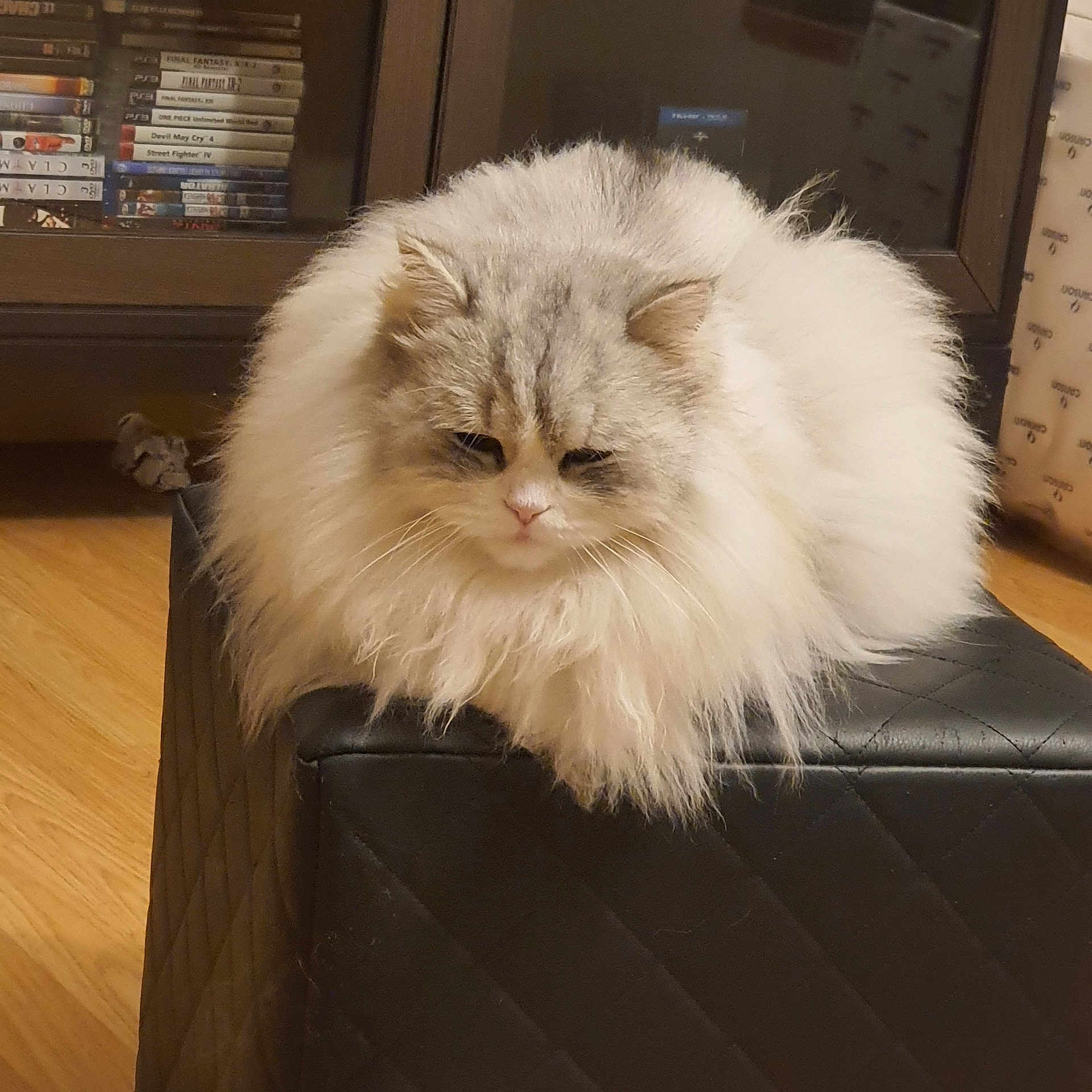 Ninou participe au concours pour gagner de l'argent avec cette photo : angora, animal, architecture, bookcase, building, cat, computer, couch, electronics, furniture, hardwood, indoors, laptop, livingroom, manx, ottoman, person, pet, room, wood