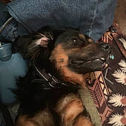 Bear is registered to the contest to win money with this photo: black, blanket, brown, closeup, collar, comfort, cushion, dog, ear, fabric, fur, home, indoor, nose, pattern, paw, pet, relaxed, resting, sleeping