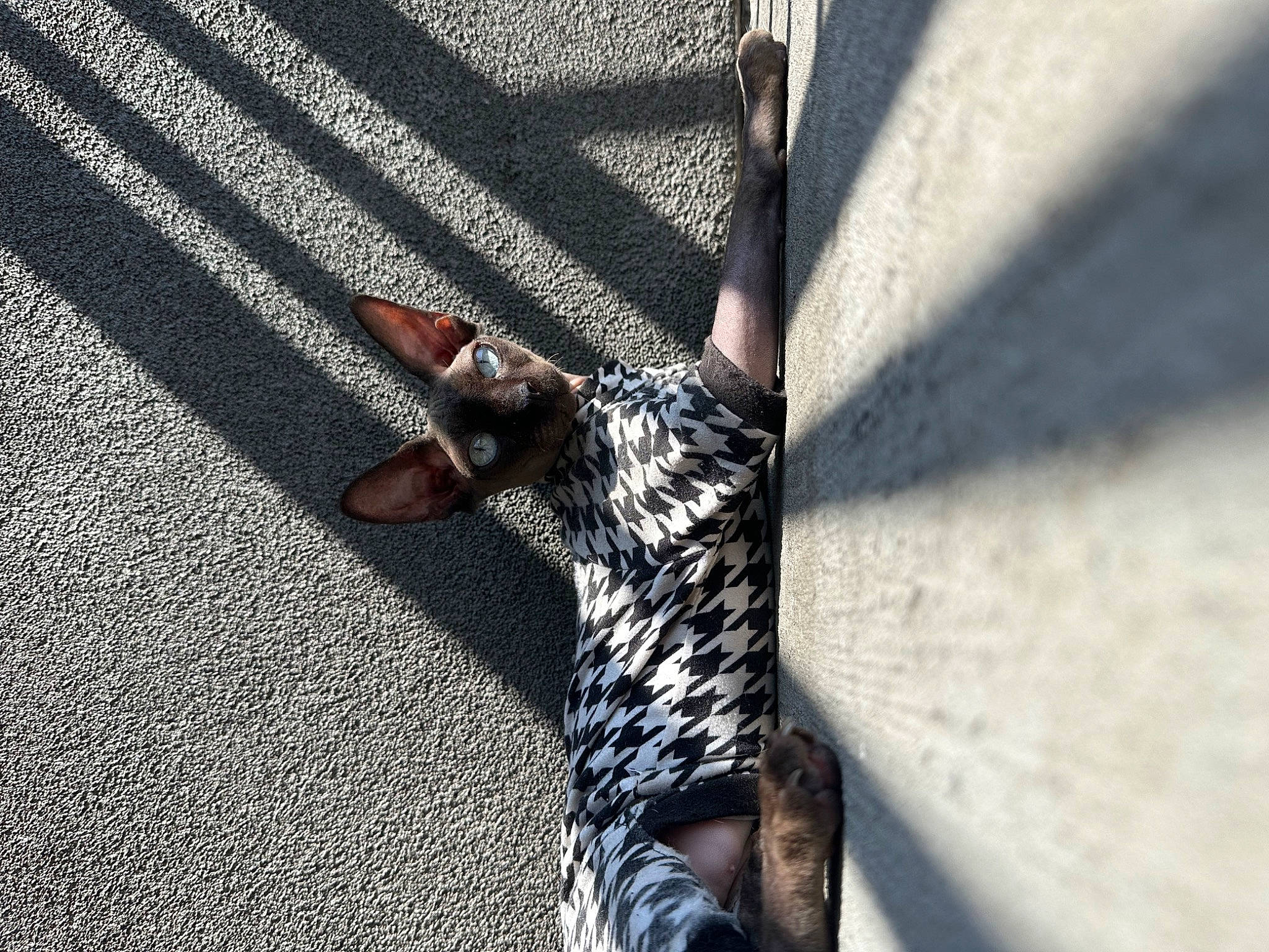 Georgia is registered to the contest to win money with this photo: asphalt, carnivore, dog_breed, fawn, felidae, flooring, foot, grey, human_leg, paw, road, road_surface, sidewalk, small_to_medium_sized_cats, snout, tail, thigh, tints_and_shades, whiskers, wood