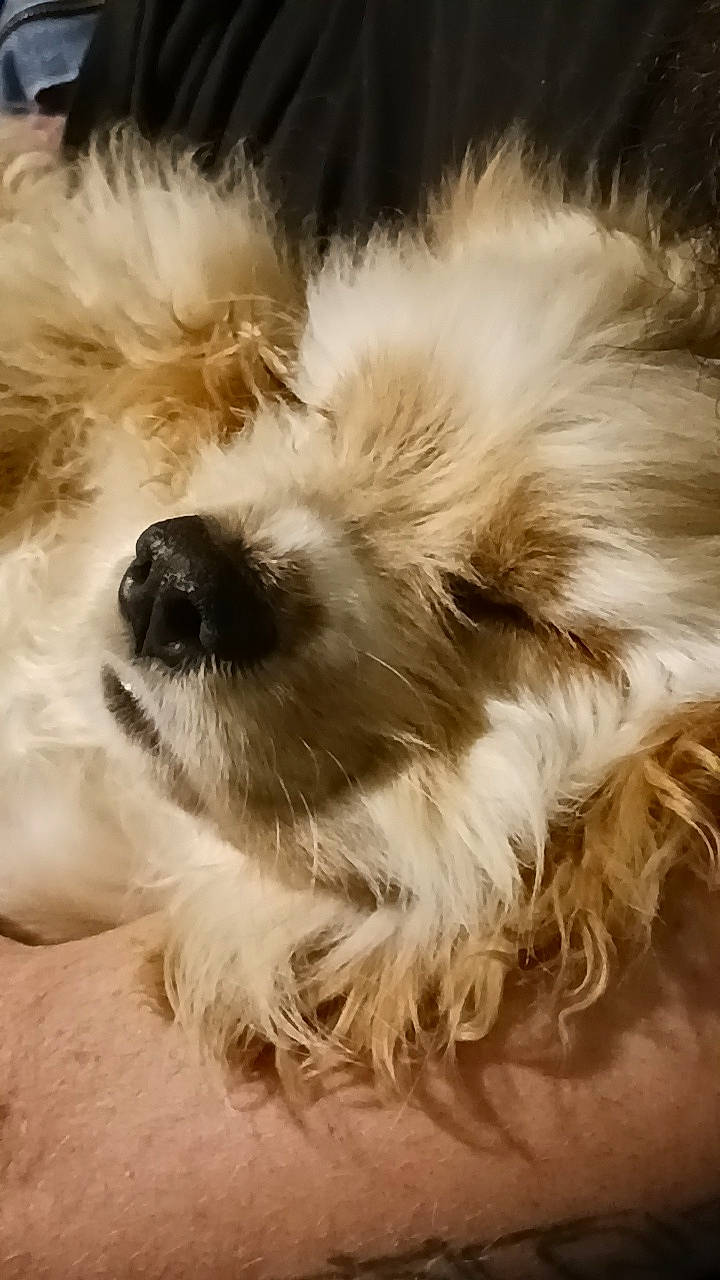 Jack joined the competition — help win amazing prizes! canidae, carnivore, close_up, companion_dog, dog, dog_breed, fawn, fur, liver, maltepoo, puppy_love, shih_poo, small_terrier, snout, sporting_group, tail, terrier, toy_dog, whiskers, working_animal