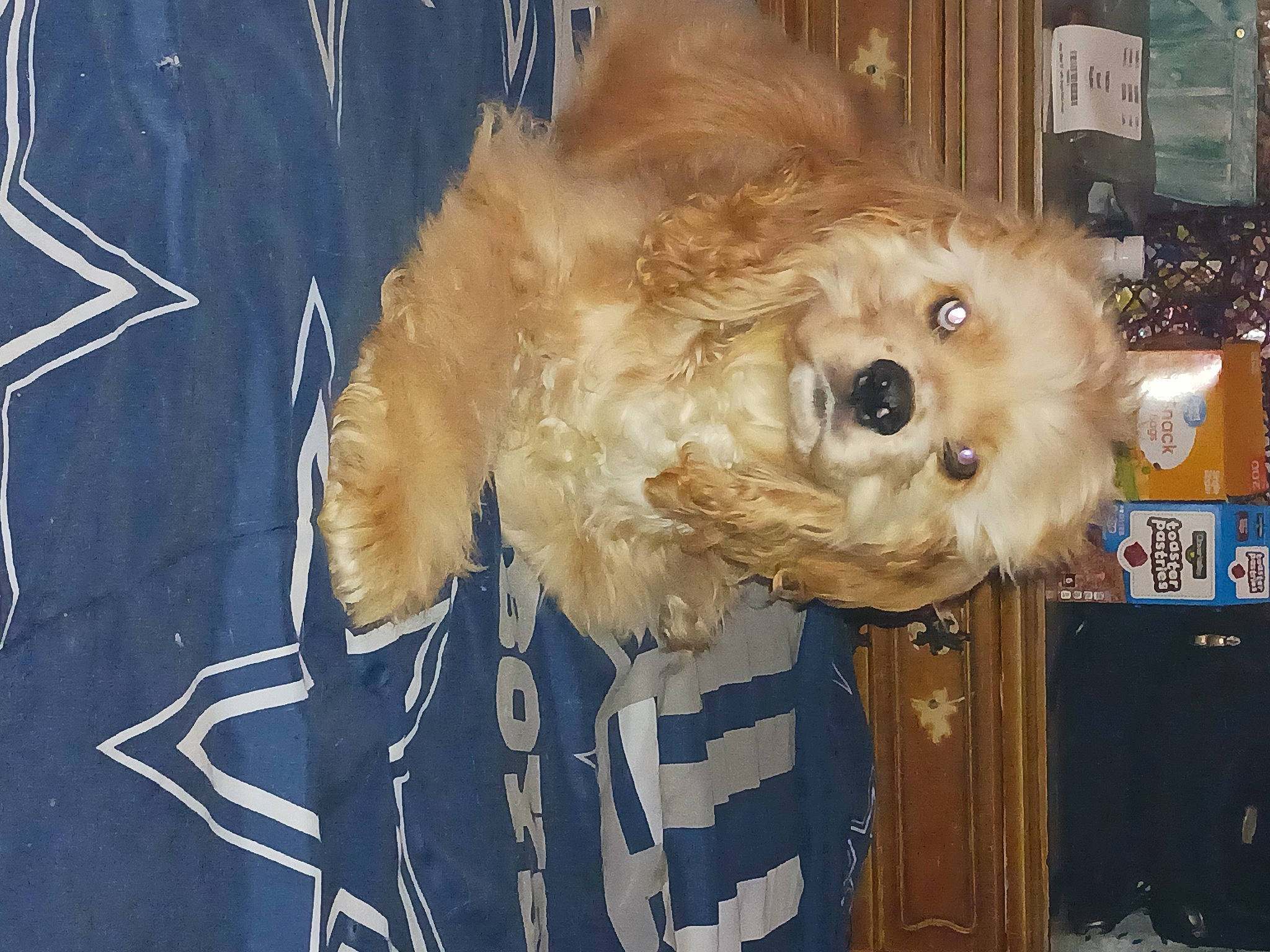 Jack joined the competition — help win amazing prizes! canidae, carnivore, companion_dog, dog, dog_breed, dog_supply, electric_blue, fawn, fur, labradoodle, non_sporting_group, pet_supply, poodle_crossbreed, small_terrier, snout, sporting_group, terrier, toy_dog, working_animal, yorkipoo